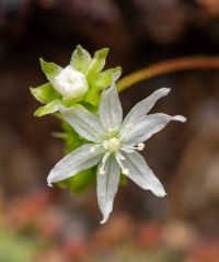 květ Drosera stelliflora